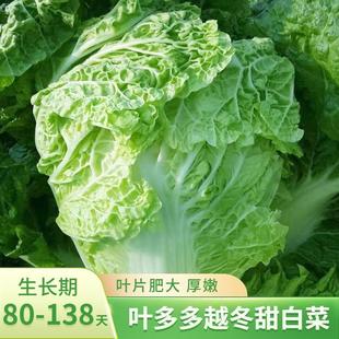Ye Duoduo Overwintering Sweet Cabbage Seeds, Cold-Resistant Bolting and Heart-Wrapped Chinese Cabbage Seeds, Sichuan Autumn and Winter Vegetable Seeds