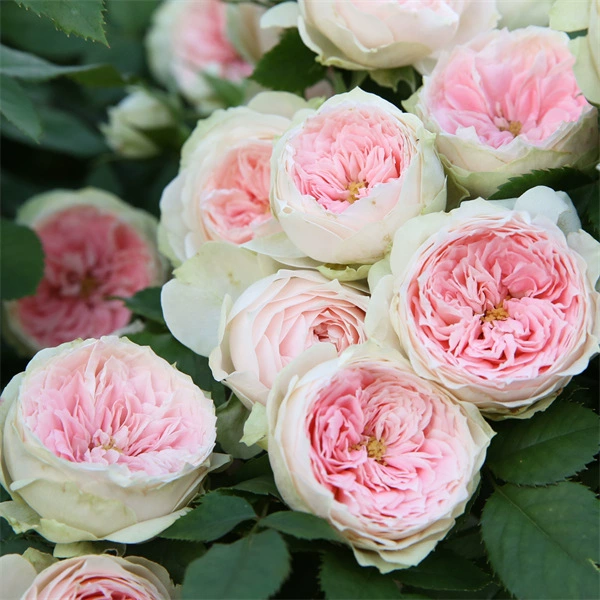 Новая Роза крыльцо пом куст элегантный срезанный цветок многосезонный открытый балкон двор в горшке полевые растения цветы