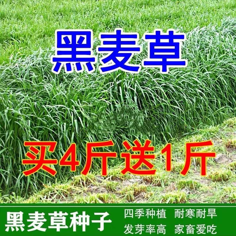 Импортные зимние пастбища 70 райграс семена семян семена Семя семян семена Семя семян семена