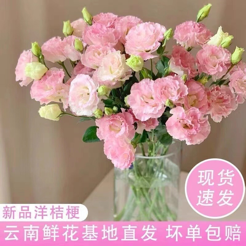 レアカラーのエリュケンバの花、新鮮なミックス、屋内水耕栽培、家庭用フラワーアレンジメント、オフィス、雲南基地直送|undefined