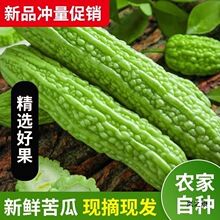 新鲜苦瓜现摘应季蔬菜时令蔬果榨汁保脆绿苦瓜凉瓜产地包邮