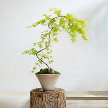 ȪԘ҃ȾGֲSȪWt͏dUGֲ