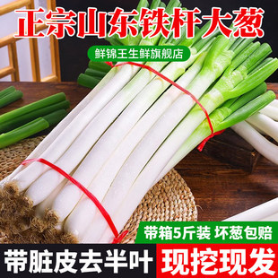 ɽ�|���[���r5���b���[�F�U���[�������L��ë�[պ�u���[���l����