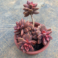 ���V�� ��������Rƴ�@ˇ���B�ö����B������ֲ���Ϙ����°����|