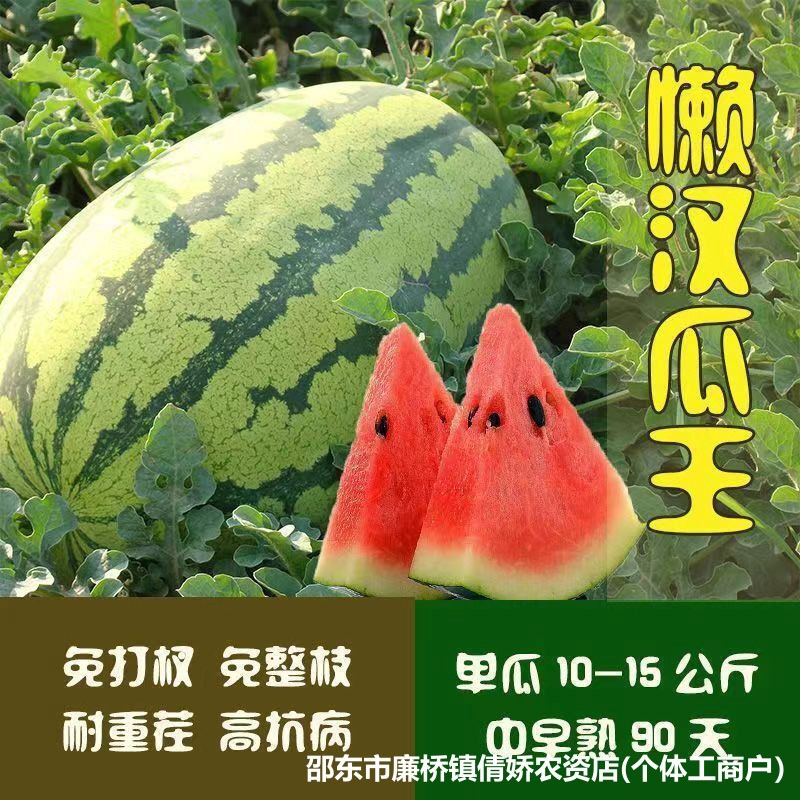 懒汉瓜王无籽大西瓜种子籽四季中早熟脆甜多汁水果懒汉西瓜种子