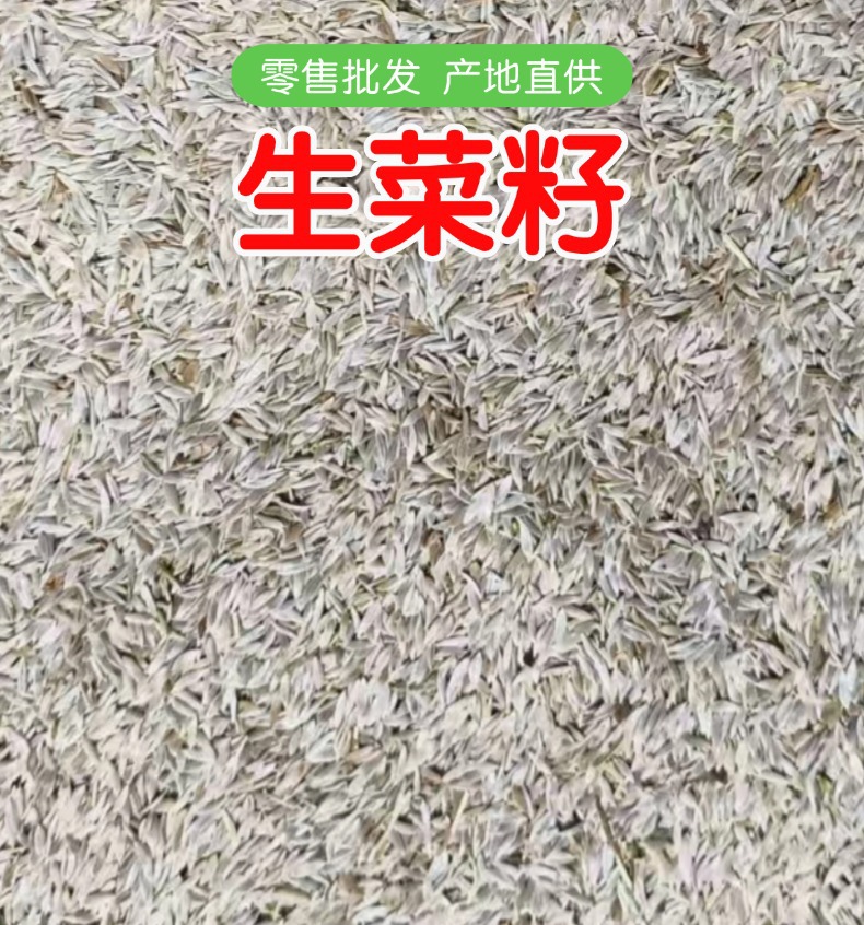 Raw Lettuce Seeds Sheng Cai Zi 500g Natural Edible Seed for Sprouting and Culinary Use overview