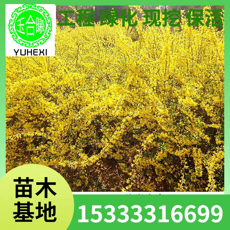 Жёлтая вьющаяся форсиция, морозостойкое растение, выращиваемое на открытом воздухе, висящее, вьющееся, цветущее как водопад, форсиция в горшке.