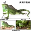 ZZ American green iguana