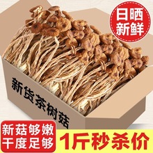 茶树菇干货不开伞农家特产干批发香菌菇炒菜炖汤食材煲汤优质炒肉
