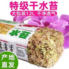 干水苔蝴蝶兰专用青苔兰花石斛土苔藓乌龟垫料捕蝇草猪笼草