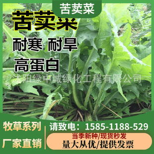 Bitter Rapeseed Seeds, Perennial Pasture Fish Grass Seeds, Bitter Rapeseed Seeds, Bitter Wheat Seeds, Four-Season Bitter Wheat Seeds, Pig, Chicken, Duck and Goose Seeds