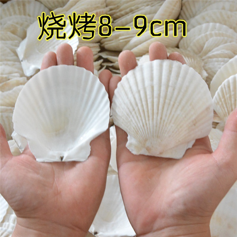 Correo de ajo hawaiano Barbacoa grande Vieira Bandeja de abanico Bolsa de concha grande Ventilador de media concha al vapor Blanco