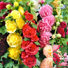 �ذ�����N�ӻ��N���ļ����N�_����һ�ɼt���ѷN��ͥԺ���N�ݷNֲ