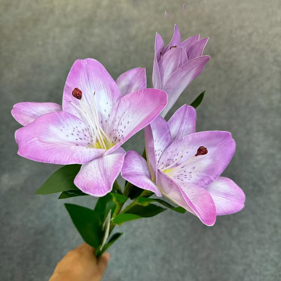 향수 백합