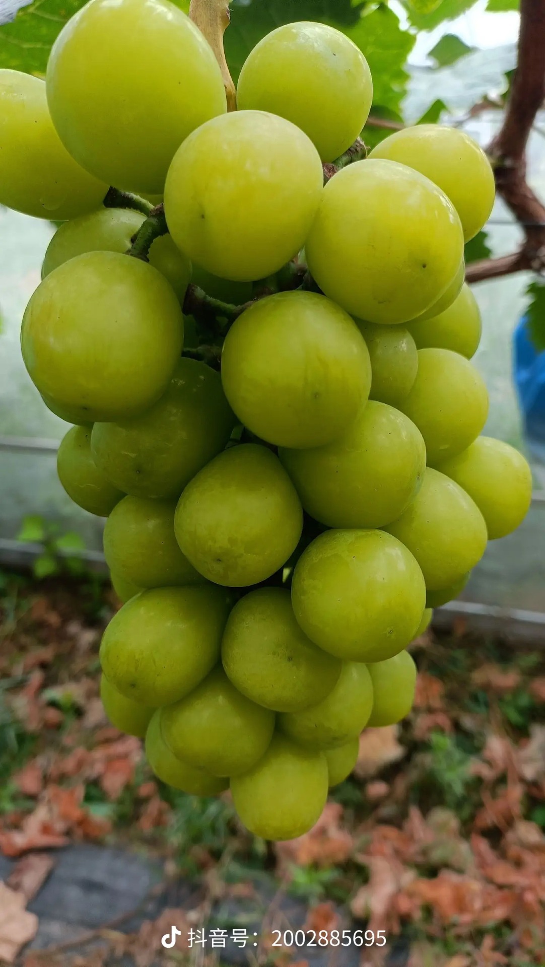 ΢��ͼƬ_20240804203456