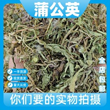 野生蒲公英切片500g克正品无硫熏干货新鲜中药材成都发货