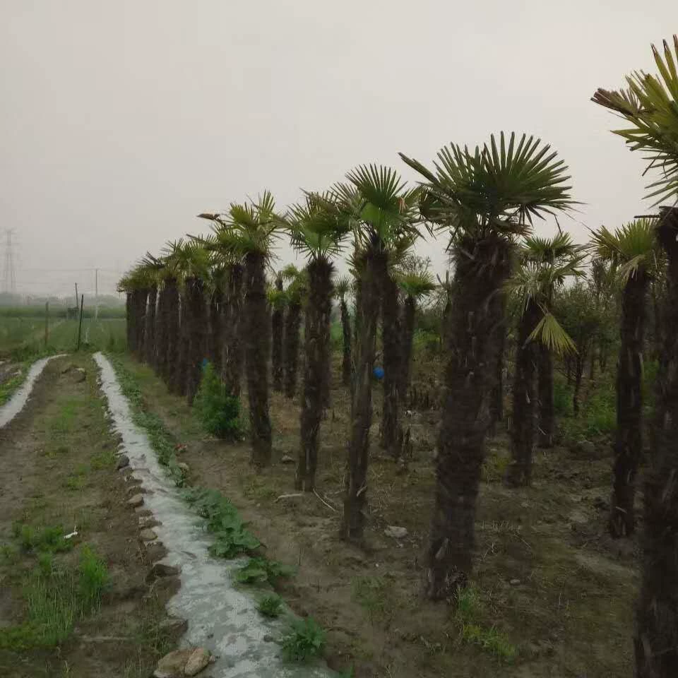 Поставка пальм: 7m пальма Тан, 5m сращенная пальма, 8m китайская веерная пальма, маленькая пальма, 7m горная пальма 12см.