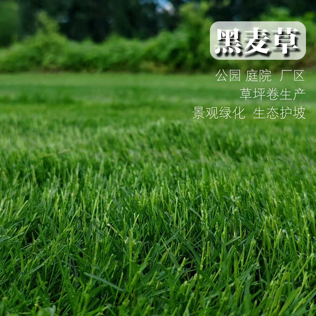 Озеленение Защиты Склона Семена Травы Многолетние Семена Райграс Оптом Озеленение Газон Трава Вечнозеленое озеленение