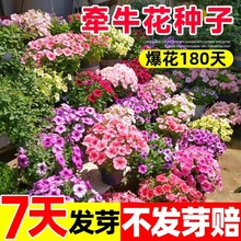 矮牵牛花种子喇叭花室外爬藤爬墙花盆栽四季开花阳台易活播种花籽