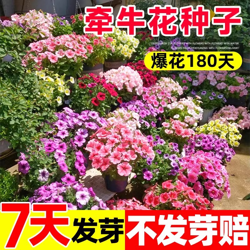 矮牵牛花种子喇叭花室外爬藤爬墙花盆栽四季开花阳台易活播种花籽