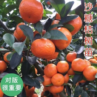 ɳ�ǽ��Ә���ɰ���������Թ��������ˮ���Ϸ������Nֲ��������