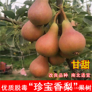 �䌚�����S�������ѩ��������������ͺ����Ϸ�ͥԺ�Nֲ����Y��