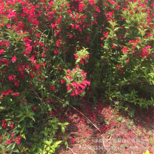 �t�����\�� ���K��ꖮa�ش����������� ���@ �G������