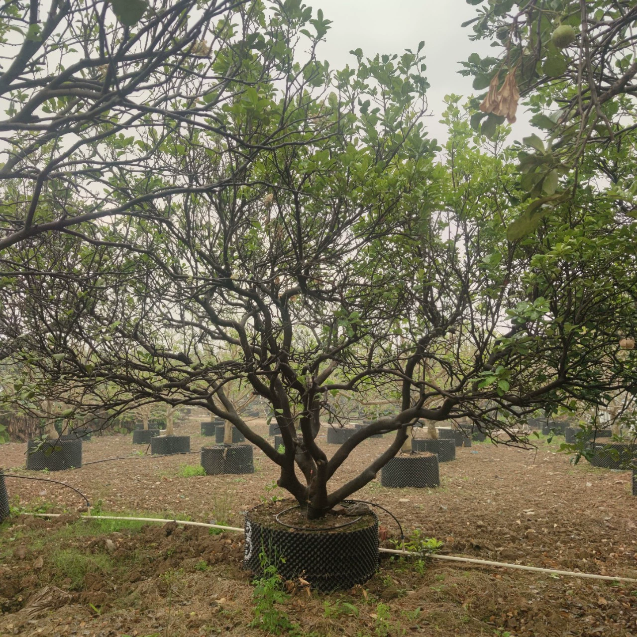 2403 саженская база поставляет когти дракона