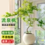 大型盆栽造型树苗青枫