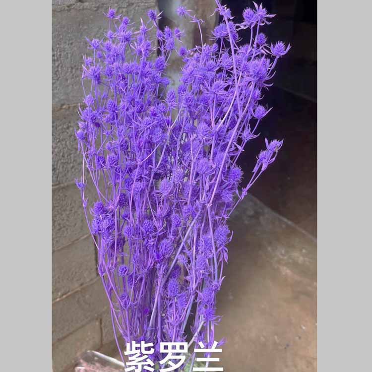 바이올렛 [약 100]