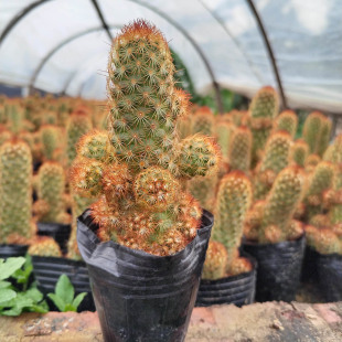 Zhangzhou Succulent Plant Wholesale Cactus Gold Finger Bare Root Flower Green Plant Potted Gardening Bonsai