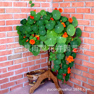 ���羳��؛������ɏ �N�� ���ܷN�� �ļ����⻨�N�� ���ղ��ļ���