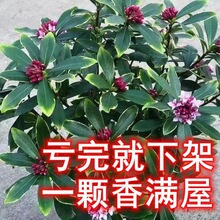 带花金边瑞香大苗盆栽浓香耐寒花卉室内外观花植物开花山茶花树苗