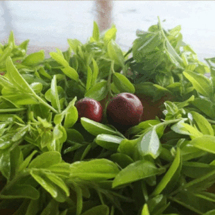 �����خa�S��ֱ���ᗗ�~���ᗗѿ�藗�~���²�100g���]����