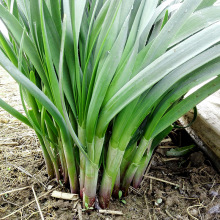 �²˷N���ϸ����~�²����r��ͥԺ�ˈ@�ļ��߲˷N�����l�˷N����