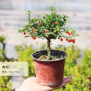 ��轘��������辰ͥԺ�̨�Ϙ��䘶�Gֲ����ֲ��ͥԺʳ����轹���