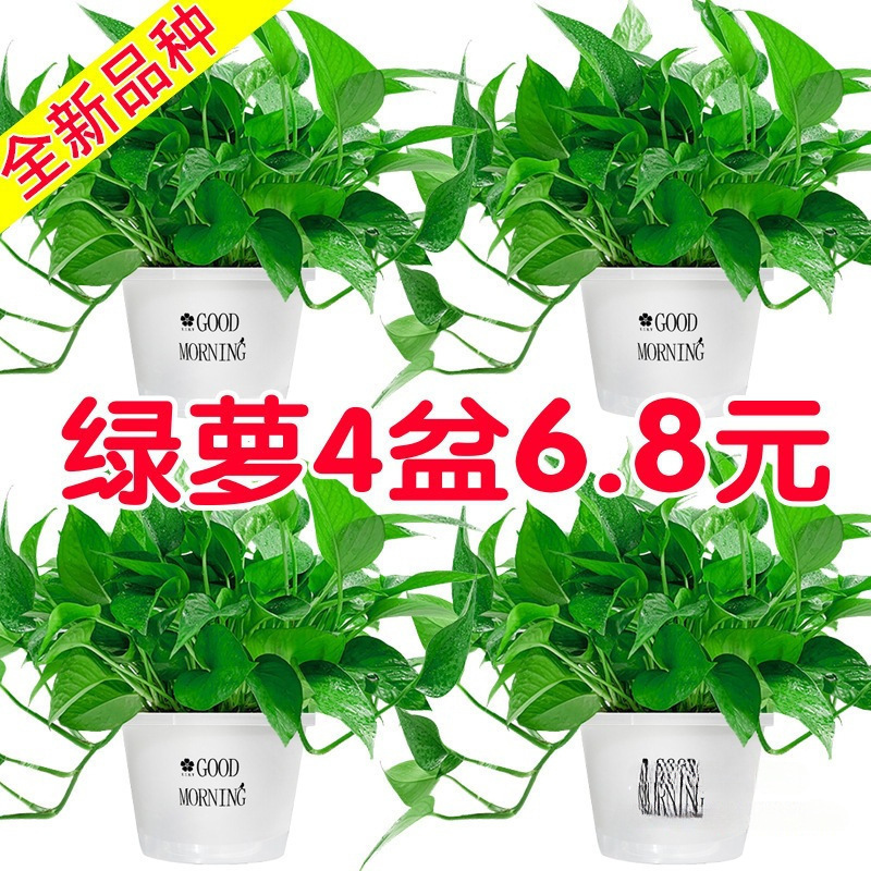 客厅盆栽好养除甲醛吸长藤大盆室内花卉植物绿植绿箩大叶批发盆栽