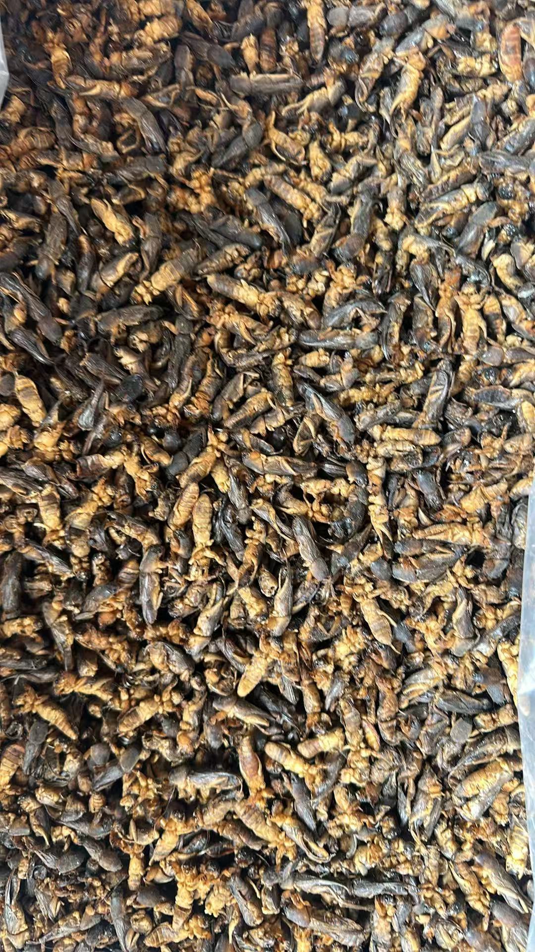 Lou Gu Dried (Gryllotalpa orientalis) — Whole Dried Mole Cricket, Traditional Herbal Material 500g overview