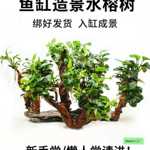 �~���쾰ֲ��ˮ��ˮ�ݳ�ľ�����Bˮ�ő�������С���B�~��ݸ��b�