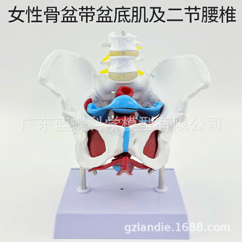 Ů�Թ������׼�ģ�� Ů����ǻ�ṹ ������׼���ģ�� ������׵