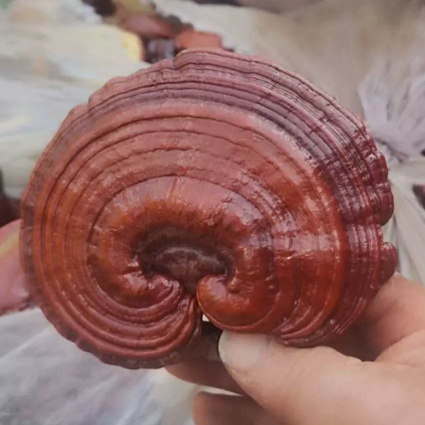 红灵芝 紫灵芝 赤灵芝产地批发整朵可切片切丁用于泡酒煲汤