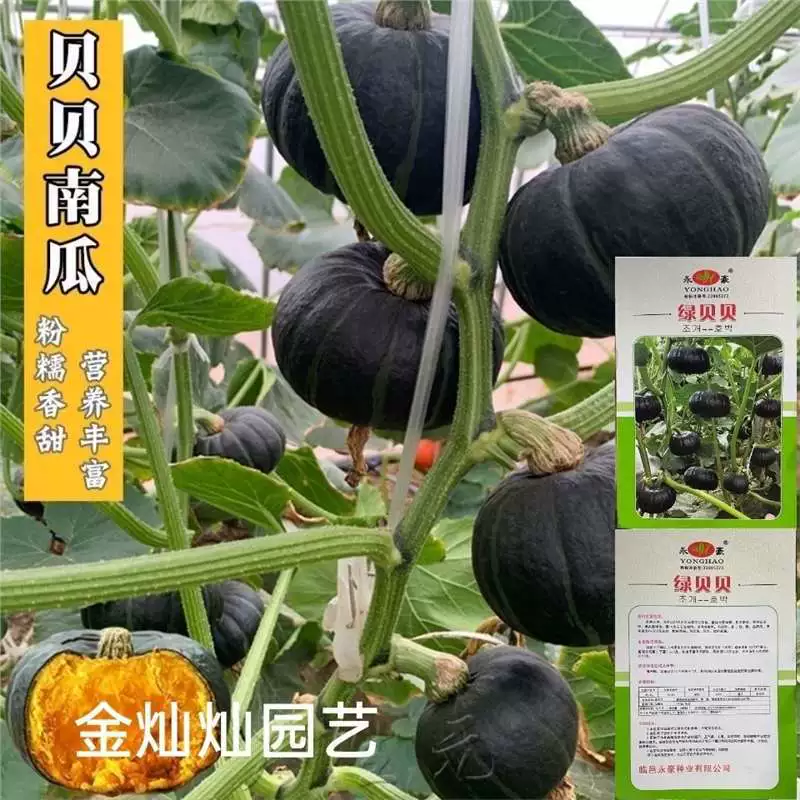 Зеленые каштановые семена тыквы, зеленые детские семена тыквы, японские сладкие тыквы, раннеспелые маленькие семена тыквы для весеннего и осеннего посадки.