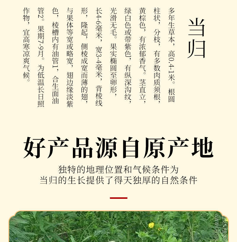 Dried Angelica Sinensis Slices Dang Gui 500g Premium Whole Root Herbal Decoction Pieces key features