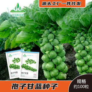 ���Ӹ��{�N��С���Ĳ˾��Ĳ˷N�����㱧�Ӱ��ˈA�ײ˸��m�˷N�N��