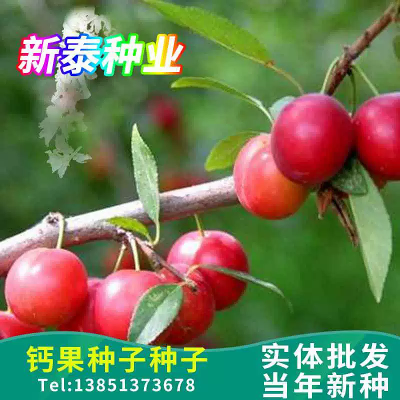 Кальций Плоды Семена Новые Плоды Уборки Семена Дерев Кальций Плоды Семена Дерева Фрукты Кальций Звезда Prunus chinensis Семена Легко посеять