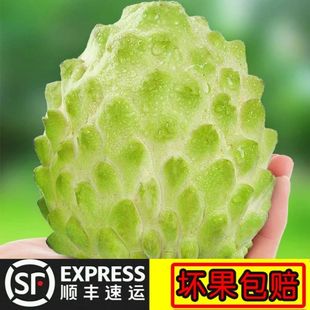 ���r�P����ȹ�����֦ˮ����Ŀţ����ȹ������ͶY��