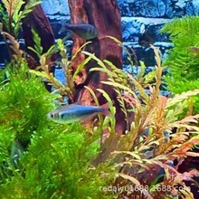 �Ϻ����l�tβ�����{��Ѫ���{�۟��~�{������С���^�p�~Ⱥ��