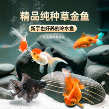 金鱼活鱼苗观赏鱼鱼缸小金鱼淡水好养耐活冷水兰寿锦鲤小型草金鱼