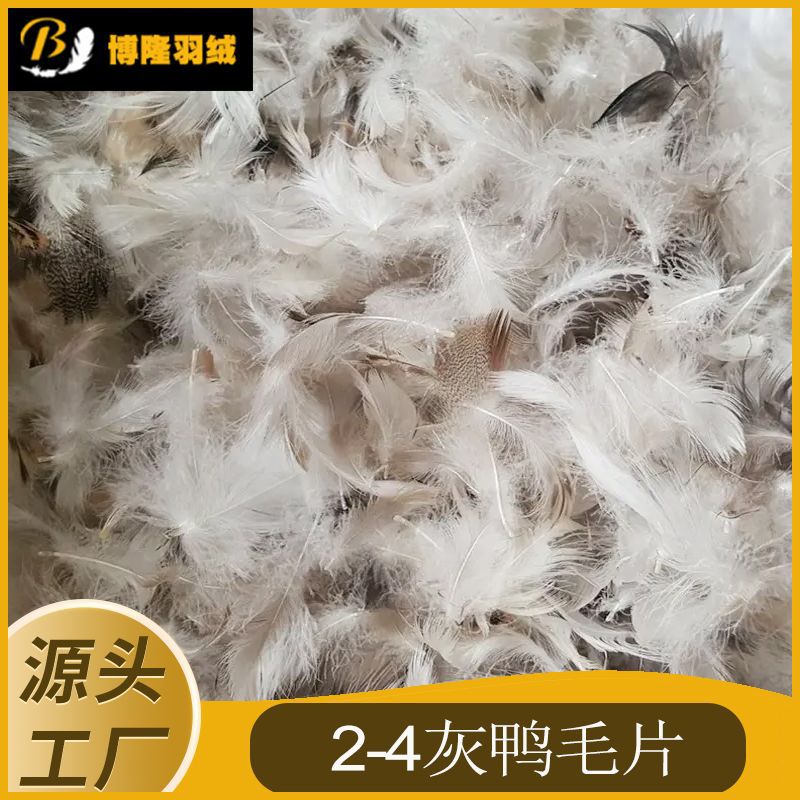 2-4灰鸭毛片.jpg