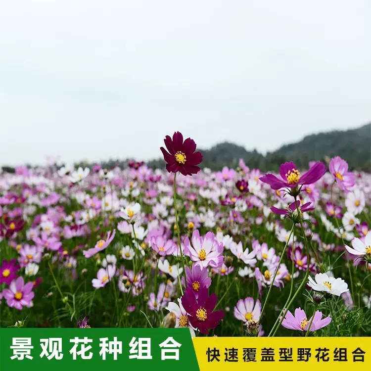 野花组合 花卉 波斯菊格桑花 百日草 向日葵蜀葵 虞美人硫华菊
